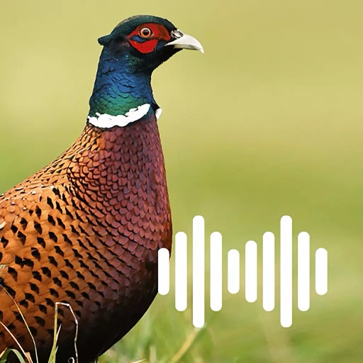 Hunting Calls: Pheasant