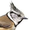 Vögel in Österreich - Sunbird Images OHG