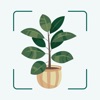 Plant tree identifier leafsnap icon