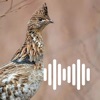 Hunting Calls: Grouse icon
