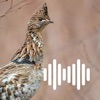 Hunting Calls: Grouse