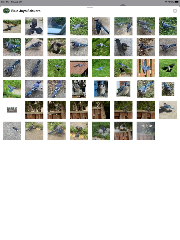 Screenshot #5 pour Blue Jay Stickers