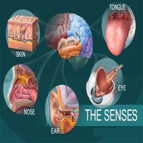 Sensory System Quiz