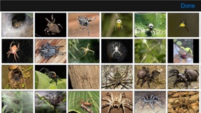 Spiders eGuide screenshot