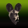 Painted Dog TV icon