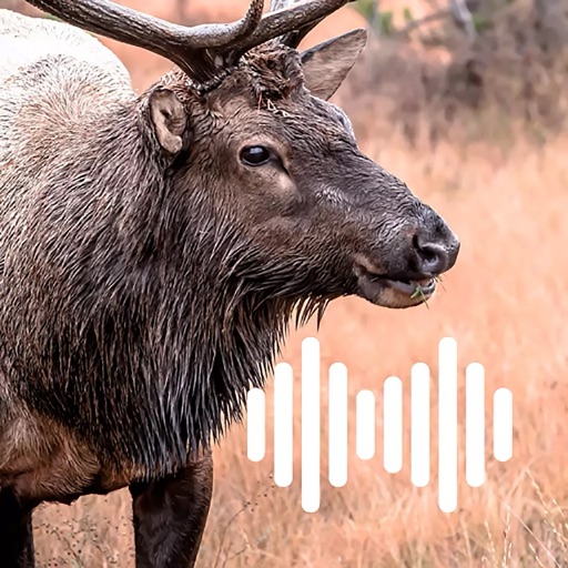 Hunting Calls: Elk