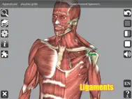 3D Anatomy ipad bilder 3