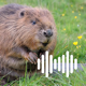 Hunting Calls: Beaver