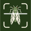 Insect Identification Scanner - Kitchen Apps LLC