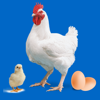 Easy Poultry & Chicken Manager - Zaheer udeen Babar
