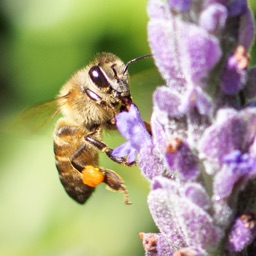 Bee Notes