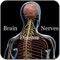 Brain and Nerves Disease now features multiple orthogonal slices on the transverse, sagittal and coronal planes