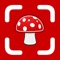 Simply take a photo of any mushroom and let AI identify your mushroom