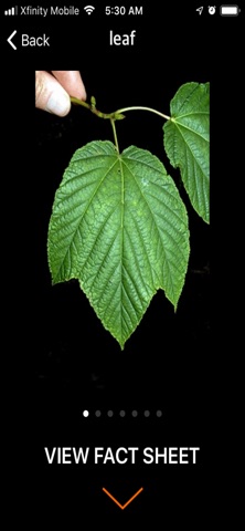 vTree screenshot