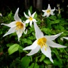 Olympic Wildflowers icon