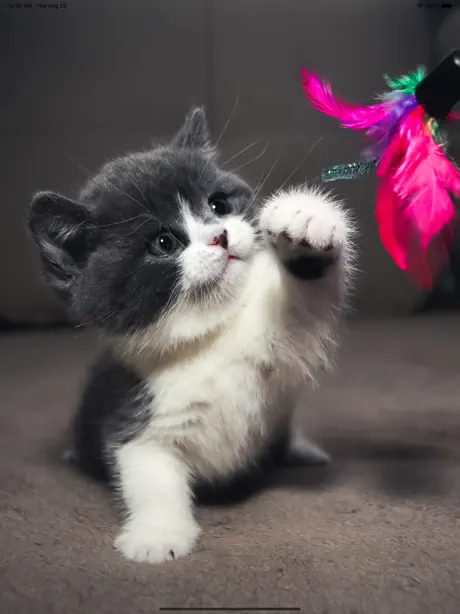 Cat Wallpapers Cute