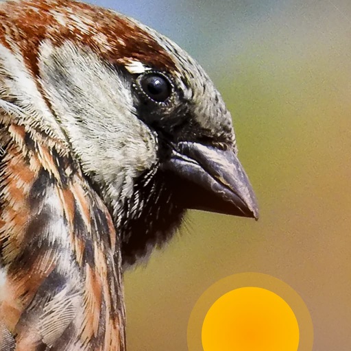 Bird Rise - Sleep & Wake Up