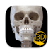 Skeleton 3D Anatomy