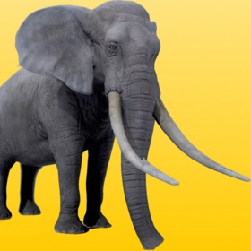How Big Animals