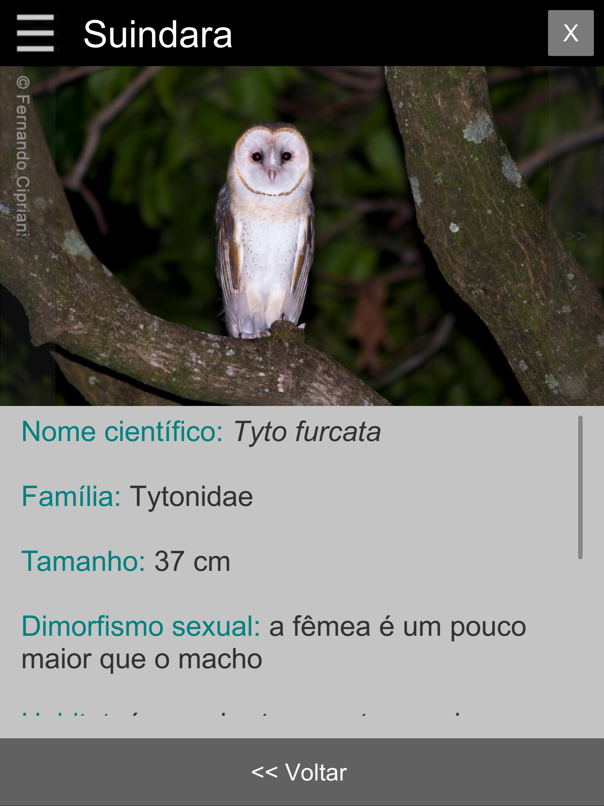 Guia Aves da Região Bragantina screenshot 10
