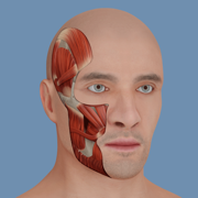 VOKA: 3D Anatomy AR Human Body