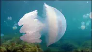 Video Touch: Liv I Havet iphone bilder 3