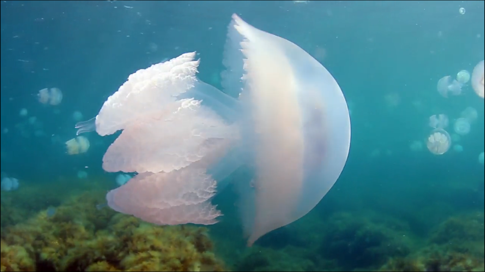 #3. Video Touch: Sea Life (iOS) 由: SoundTouch Interactive