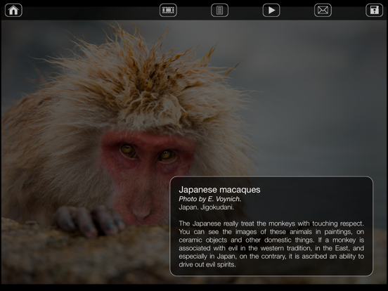 Screenshot #6 pour Japanese Macaques