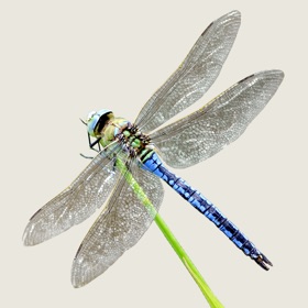 螢幕擷取畫面 (5) Dragonflies & Damselflies