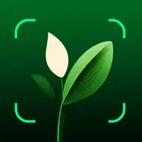 Folium Plant Identifier + Care