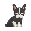 Boston Terrier Stickers icon