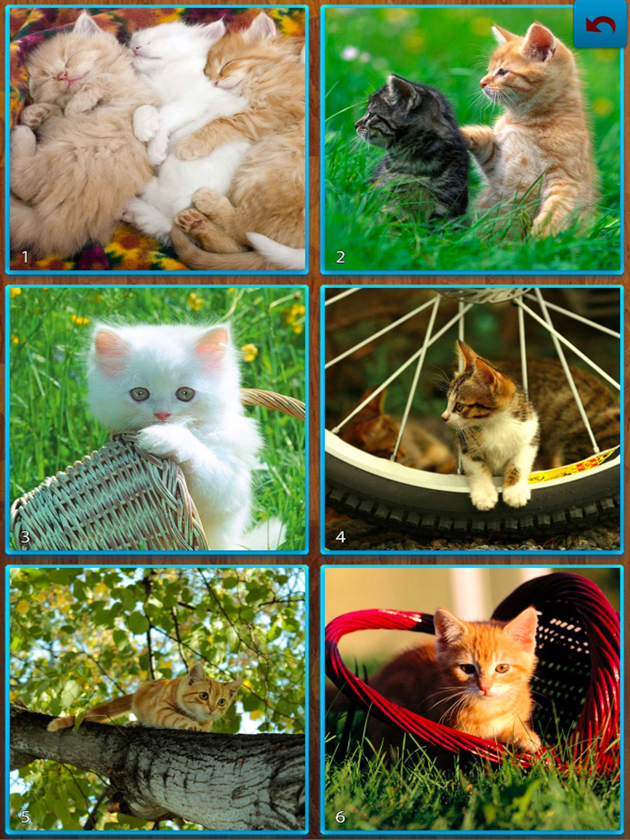 Cats Jigsaw Puzzles - Titan