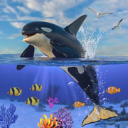 Orca Killer Whale Simulator