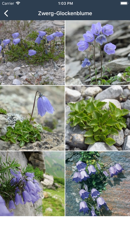 Feldbotanik screenshot-6