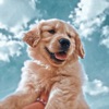 Preppy Dogs Wallpapers 4k - iPadアプリ
