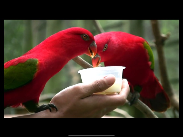 Animal Silly Bird Videos Funny Bird Videos 2018 Best Sale