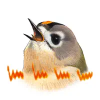 The Sound Approach: Bird Sound