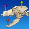 IMAIOS vet-Anatomy icon