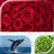 Pure Collages anmeldelser