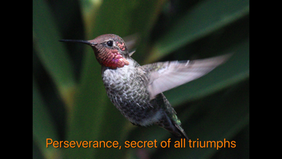 Hummingbird Moments screenshot 3