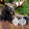 Hunting Calls: Moose icon