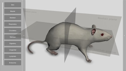 3D Rat Anatomy Screenshot 1 of 9