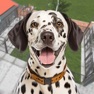 Get Pet Dog Rescue Shelter Games for iOS, iPhone, iPad Aso Report