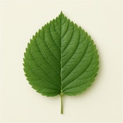 LingRain : Foreign Listening