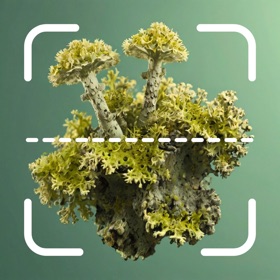 Lichen Identifier: Scan Lichen