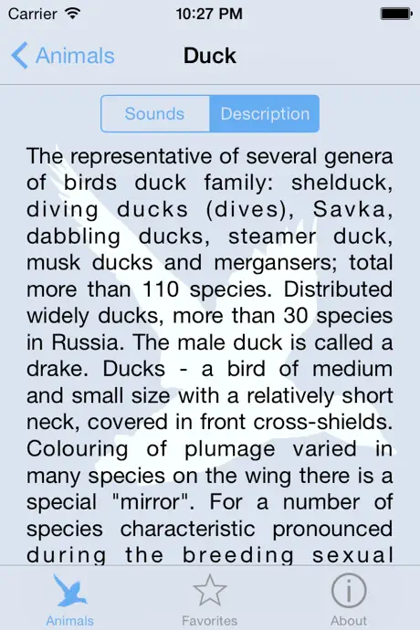 Bird decoy