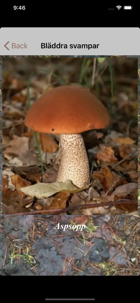 Svamparna