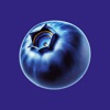 BlueberryIQ icon