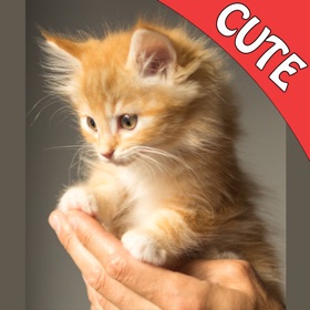螢幕擷取畫面 (5) Cute Cats Memory Match Game