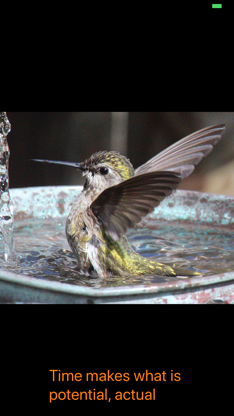 Hummingbird Moments screenshot 6